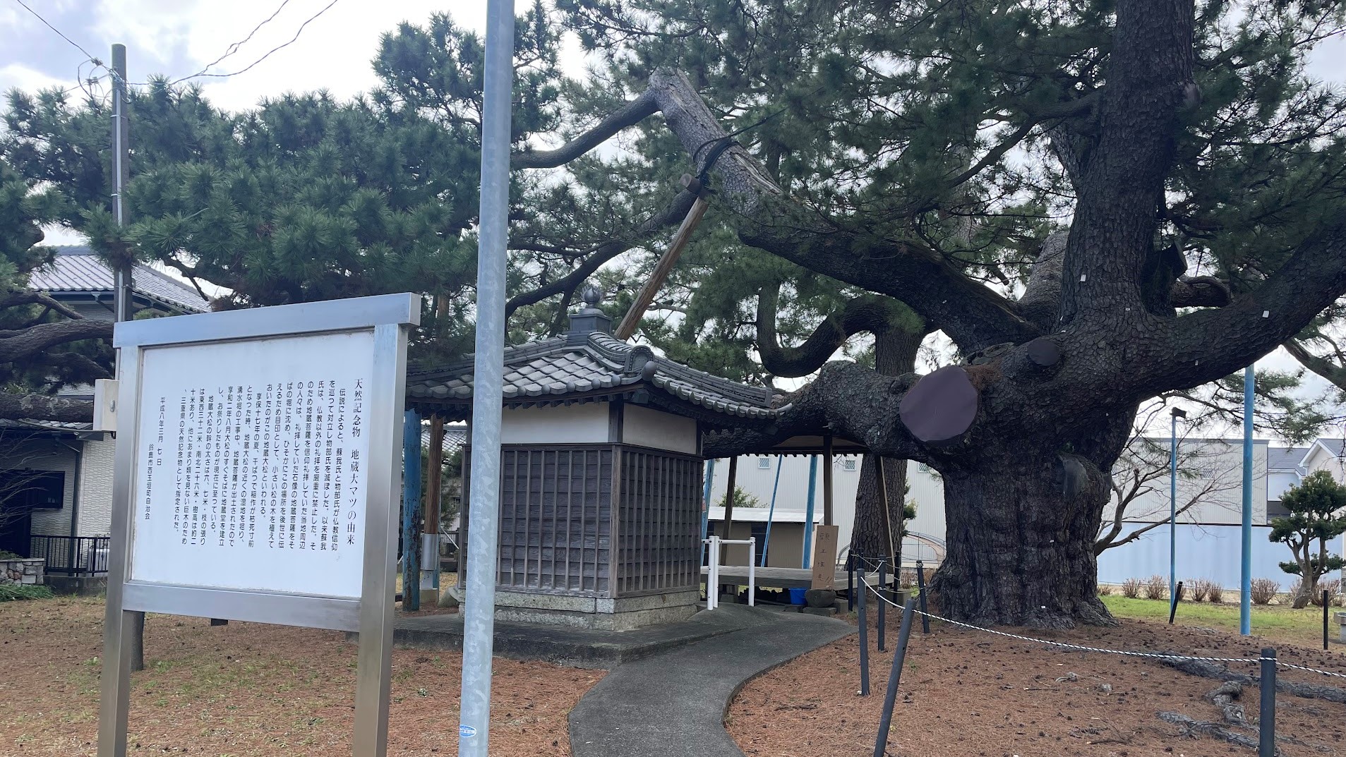 地蔵大松｜樹齢1400年以上を誇る県の天然記念物